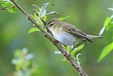 Willow Warblerborder=